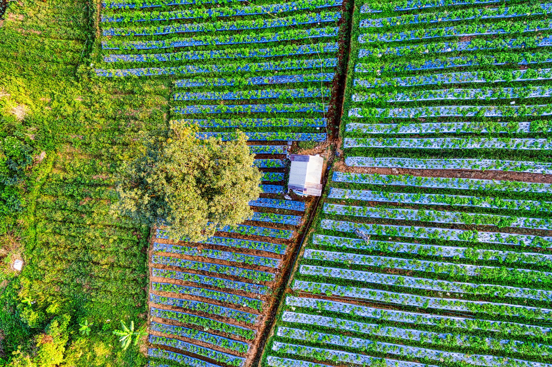 The Future of Financial Services for Soil Health